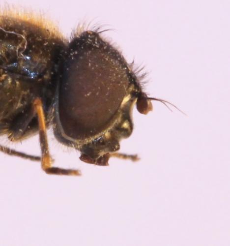 Cheilosia proxima